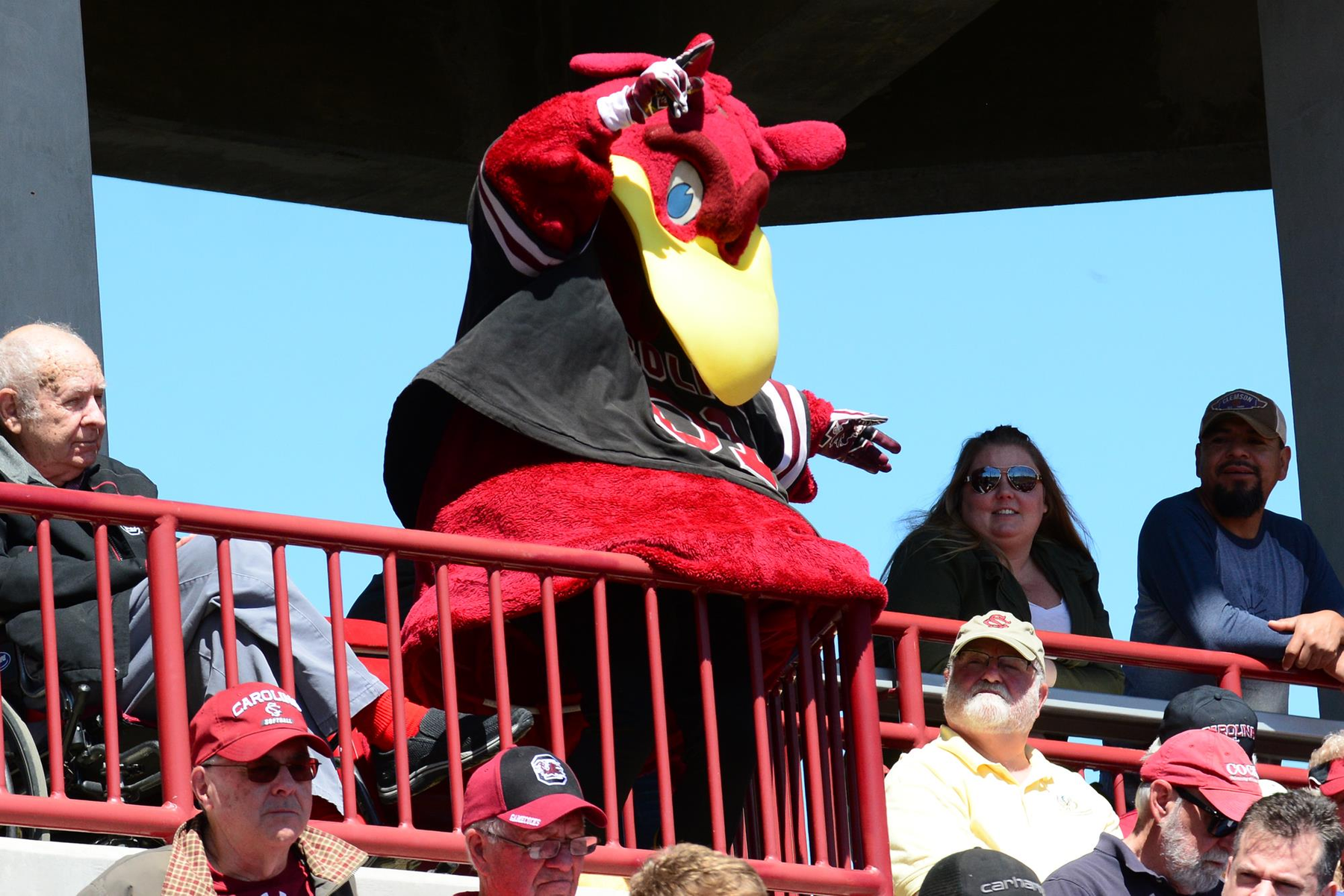 Cocky In Stands At Softball 